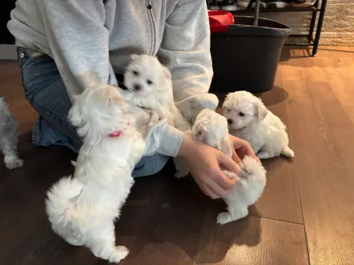 Cudowny maltanczyk 1