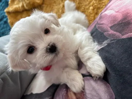 Cudowny maltanczyk 2