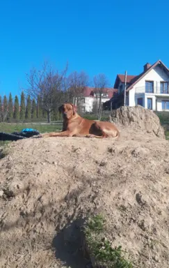 Rhodesian Ridgeback ZKwP/FCI - miot „Serce Afryki” - lipiec 2