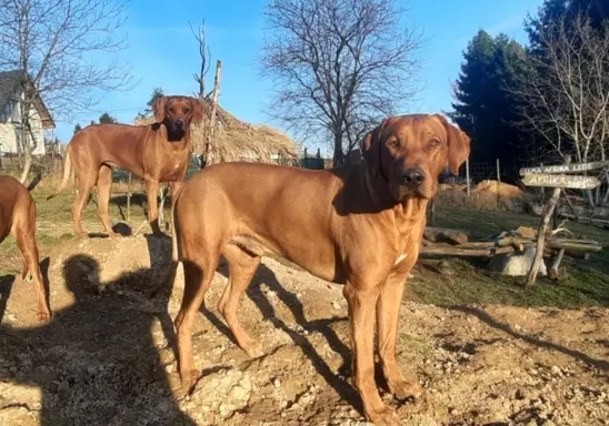 Rhodesian Ridgeback ZKwP/FCI - miot „Serce Afryki” - lipiec 5