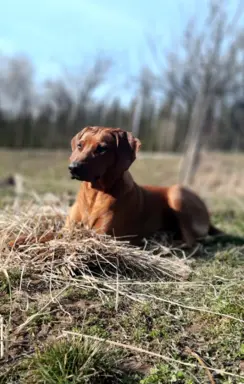 Rhodesian Ridgeback ZKwP/FCI - miot „Serce Afryki” - lipiec 7