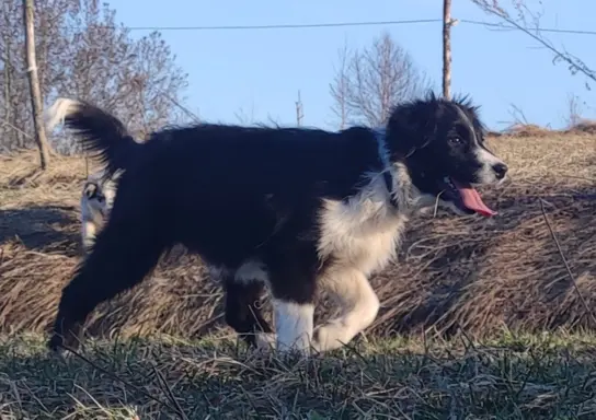 NUKA - Rasowa Suczka BORDER COLLIE z Hodowli - pełna dok. 4