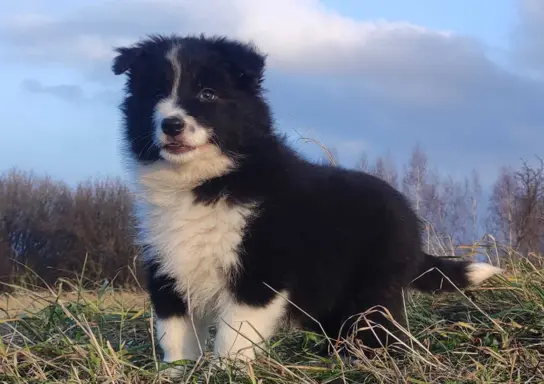NUKA - Rasowa Suczka BORDER COLLIE z Hodowli - pełna dok. 1