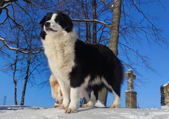 NUKA - Rasowa Suczka BORDER COLLIE z Hodowli - pełna dok. 6
