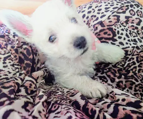 West highland white terrier - Zapowiedź miotu kwiecień 2026 4