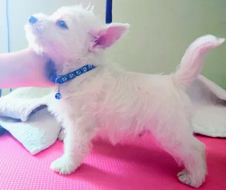 West highland white terrier - Zapowiedź miotu kwiecień 2026 3