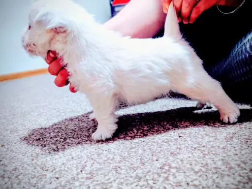West highland white terrier - Zapowiedź miotu kwiecień 2026 2