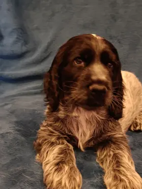 Cocker spaniel angielski 2