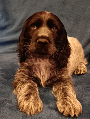 Cocker spaniel angielski 3