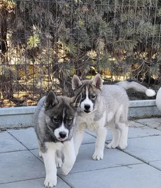 Siberian husky ZKwP/FCI piesek agouti gotowy na nowy dom 1