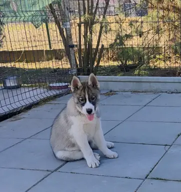 Siberian husky ZKwP/FCI piesek agouti gotowy na nowy dom 2