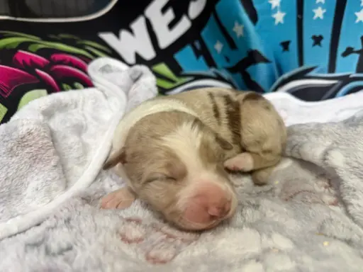 Szczenięta Border Collie 1