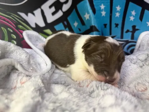 Szczenięta Border Collie 2