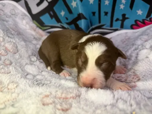 Szczenięta Border Collie 3