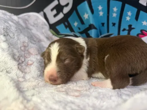 Szczenięta Border Collie 4