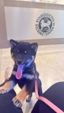 Czarny podpalany samiec Shiba Inu ZKwP / FCI 2