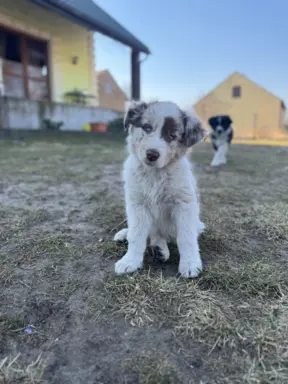 Szczeniaki Border Collie | gotowe do odbioru 7