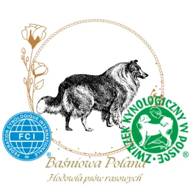 Owczarek szkocki collie długowłosy tricolor szczenięta 3