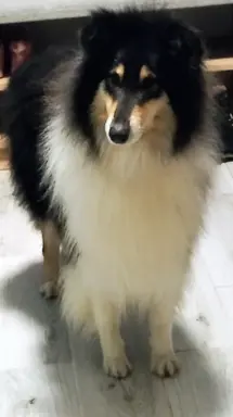 Owczarek szkocki collie długowłosy tricolor szczenięta 4