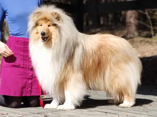 Owczarek szkocki collie długowłosy tricolor szczenięta 5