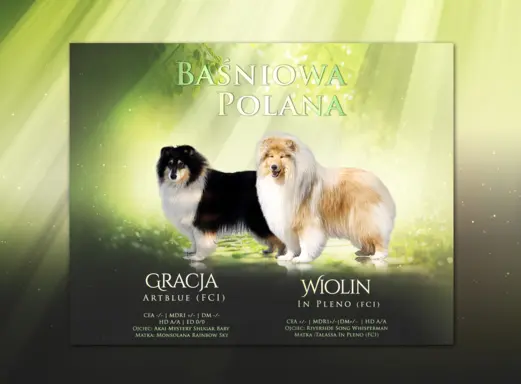 Owczarek szkocki collie długowłosy tricolor szczenięta 2