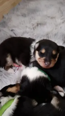 Owczarek szkocki collie długowłosy tricolor szczenięta 1