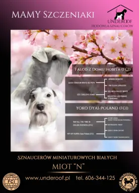 Sznaucer miniaturowy biały 1