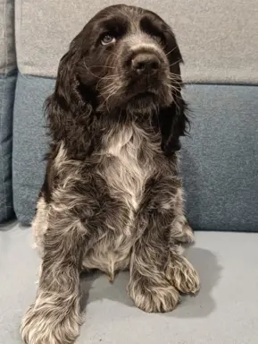 Cocker spaniel angielski 4