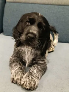 Cocker spaniel angielski 5