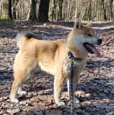 Cztery, czerwone Shiby, trzy pieski i suczka 10