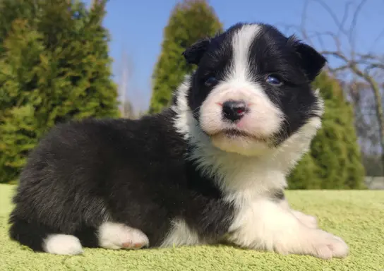 Border Collie maści ee-red, pies z hodowli, pełna dok. 3