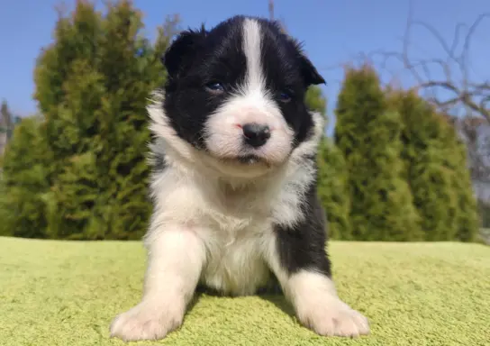 Border Collie maści ee-red, pies z hodowli, pełna dok. 2