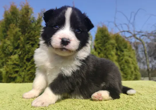 Border Collie maści ee-red, pies z hodowli, pełna dok. 1