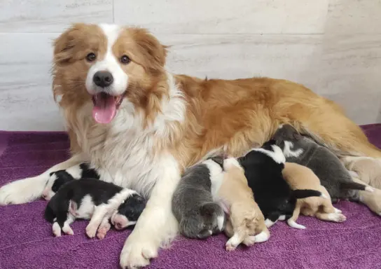 Border Collie maści ee-red, pies z hodowli, pełna dok. 6