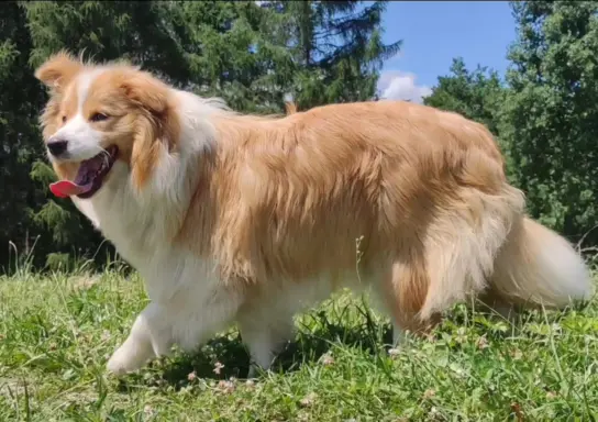 Border Collie maści ee-red, pies z hodowli, pełna dok. 7