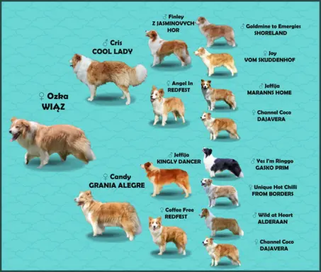 Border Collie maści ee-red, pies z hodowli, pełna dok. 8