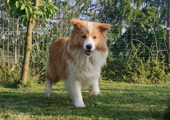 Border Collie maści ee-red, pies z hodowli, pełna dok. 5