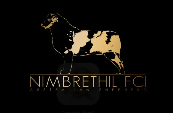 Suczką blue merle z długim ogonem 5