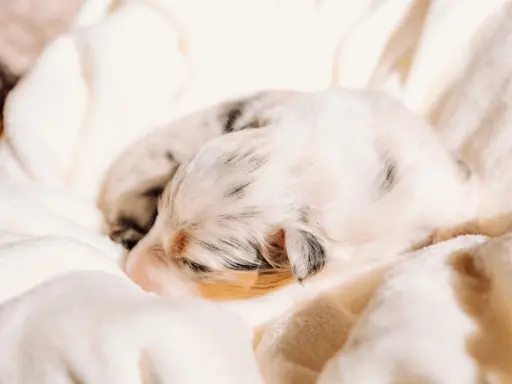 Suczką blue merle z długim ogonem 1