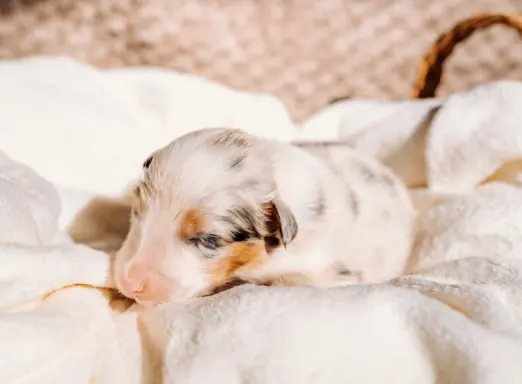 Suczką blue merle z długim ogonem 2