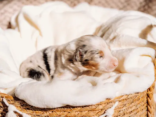 Suczką blue merle z długim ogonem 3