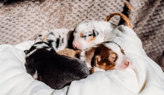 Suczką blue merle z długim ogonem 4