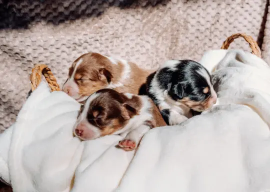 Suczką red tri z długim ogonem 5