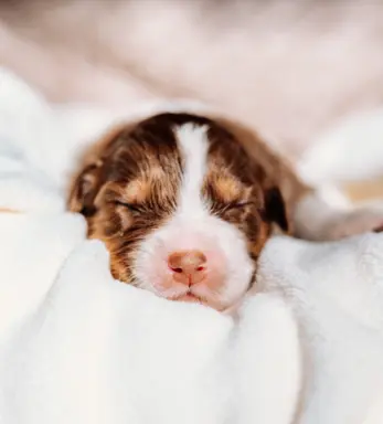 Suczką red tri z długim ogonem 1