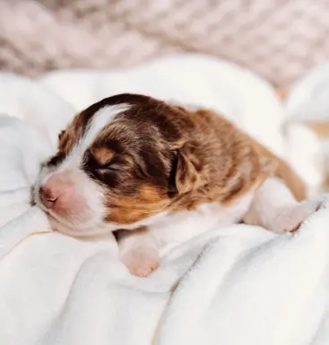 Suczką red tri z długim ogonem 2