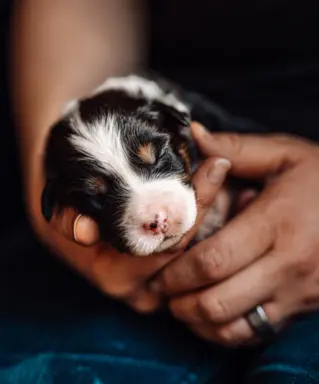 Suczką black tri z długim ogonem 4