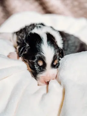 Suczką black tri z długim ogonem 1