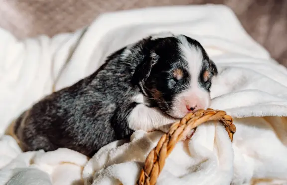 Suczką black tri z długim ogonem 2