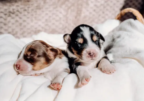 Suczką black tri z długim ogonem 5