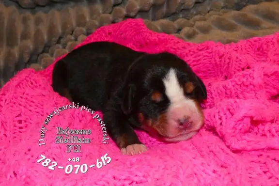 Mamy szczeniaki Duży Szwajcarski Pies Pasterski szczenięta 1